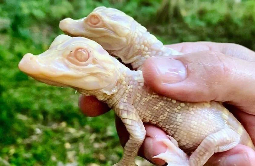 Una persona sostiene con la mano dos pequeños cocodrilos albinos de color blanco con ojos rosados.