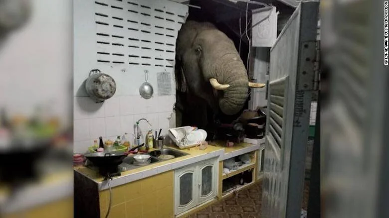 Un elefante rompe la pared de una cocina doméstica y mete la cabeza dentro, revolviendo utensilios y alimentos sobre la encimera.