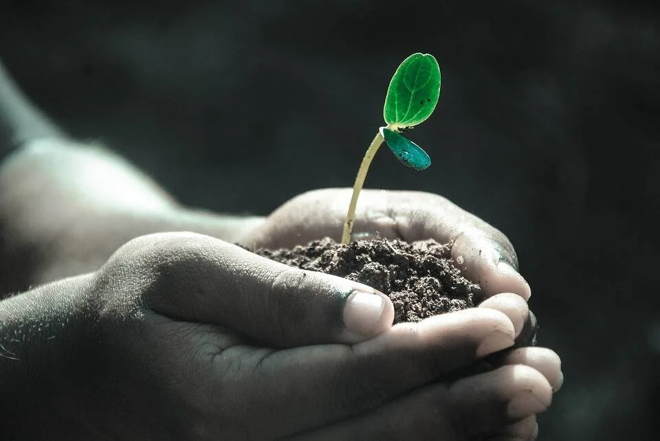 Dos manos cupped sostienen un puñado de tierra del que brota una pequeña plántula verde, simbolizando cuidado del medio ambiente.