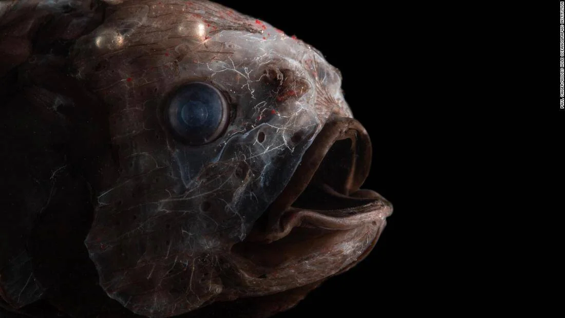Primer plano del rostro de un pez abismal de piel oscura y translúcida, con ojo prominente y mandíbula abierta, sobre fondo negro.