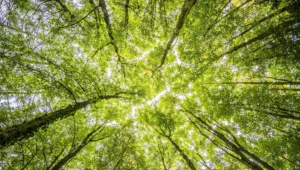 Vista en contrapicado de las copas de árboles frondosos con hojas verdes que forman un dosel cerrado hacia el cielo.