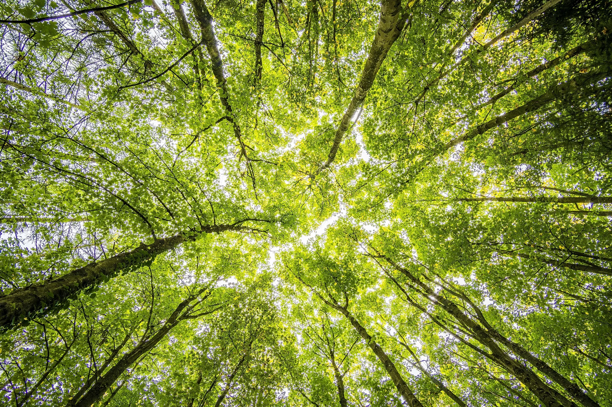 Vista en contrapicado de las copas de árboles frondosos con hojas verdes que forman un dosel cerrado hacia el cielo.