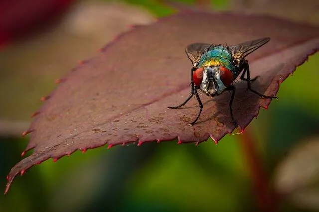 Mosca botella de tórax verde metálico y ojos rojos posada sobre una hoja rojiza con gotas de agua.