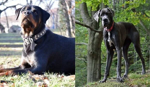 Un Rottweiler tumbado en el pasto junto a un Gran Danés gris parado en un bosque, mostrando el contraste de tamaño entre razas.