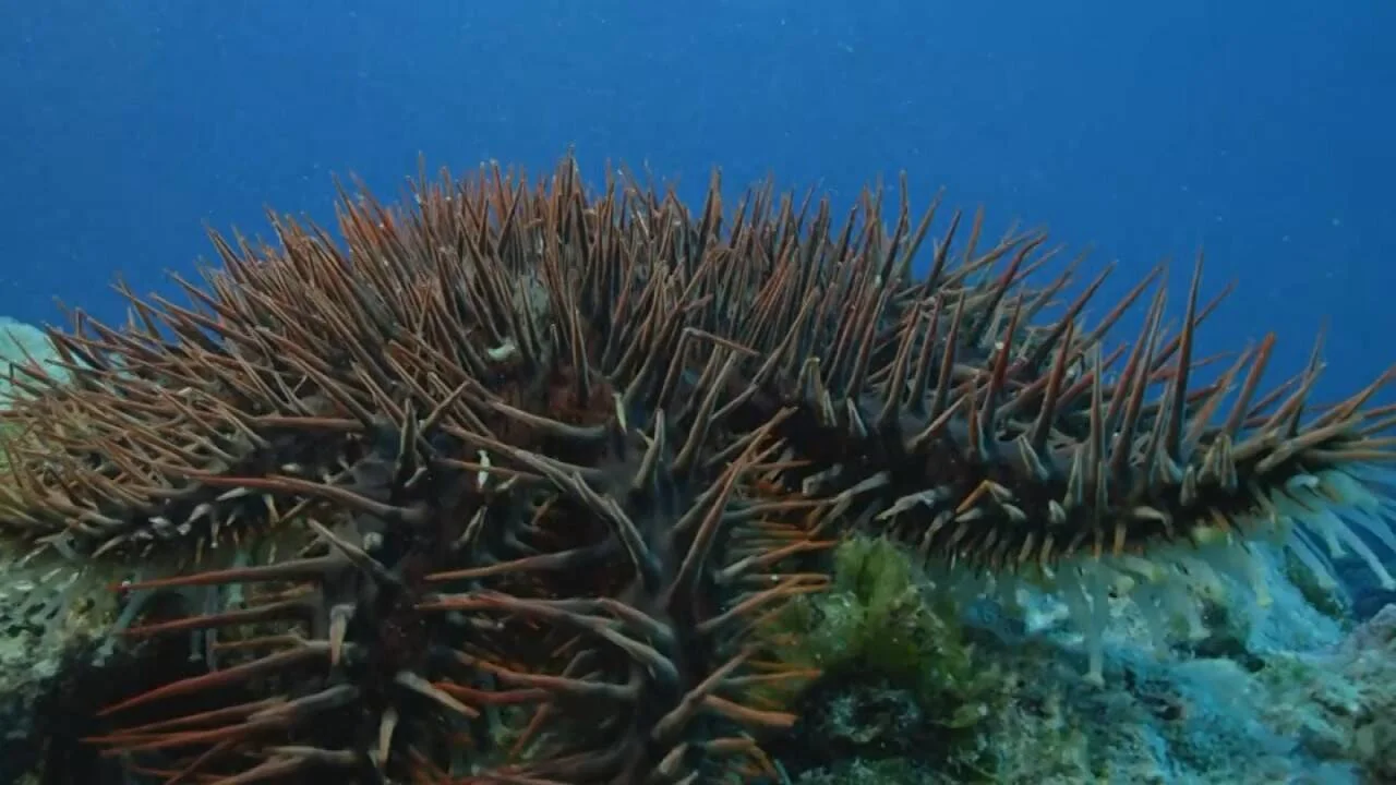 Estrella de mar corona de espinas cubierta de largos pinchos rojizos sobre un arrecife de coral bajo el agua.