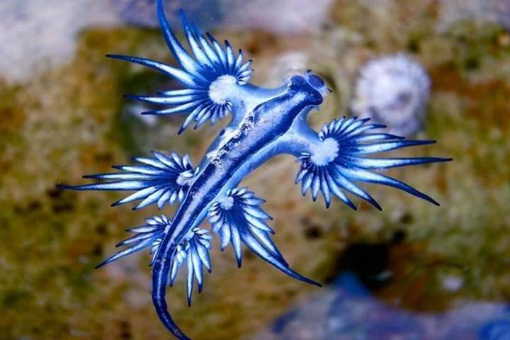 Glaucus atlanticus, conocido como dragón azul, muestra su cuerpo plateado y apéndices en forma de rayos de color azul intenso.