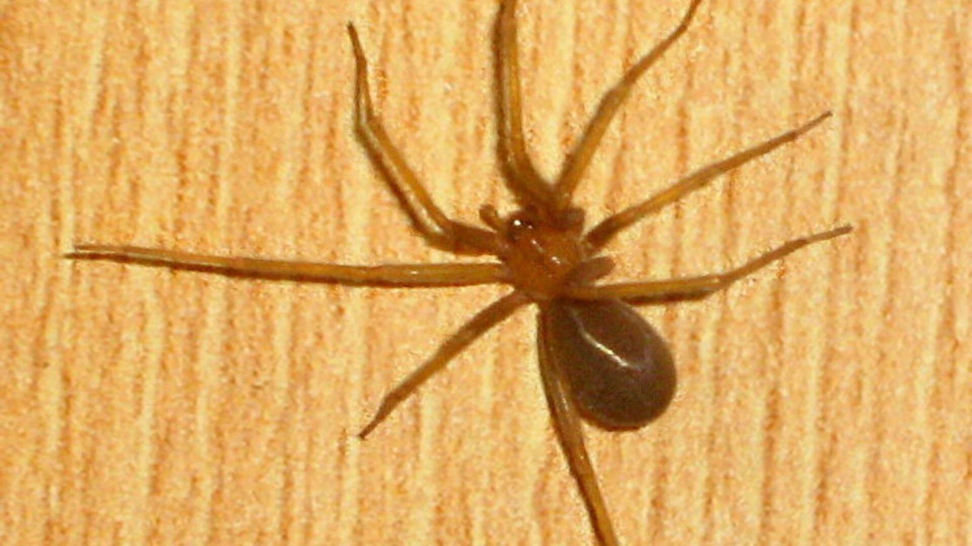 Araña de color marrón con patas largas y abdomen oscuro, posada sobre una superficie de madera clara.