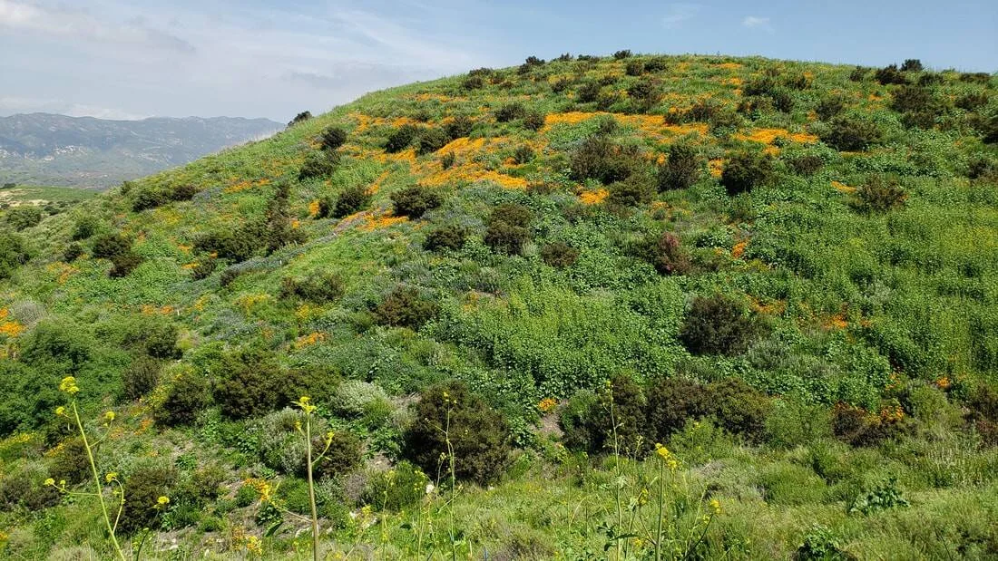 Ladera verde cubierta de flores silvestres naranjas y amarillas, con arbustos y montañas al fondo bajo cielo despejado.
