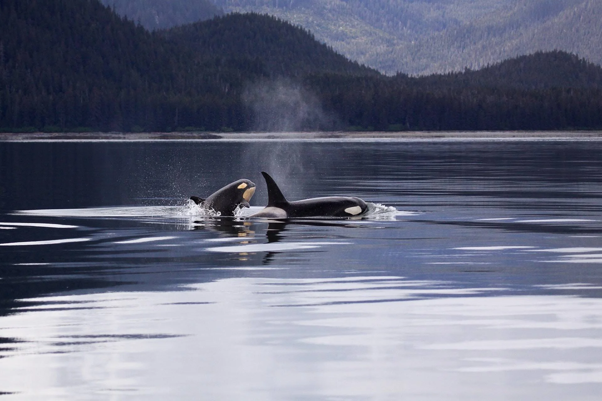 Dos orcas emergen en aguas tranquilas frente a montañas boscosas, una de ellas expulsa vapor por su espiráculo.