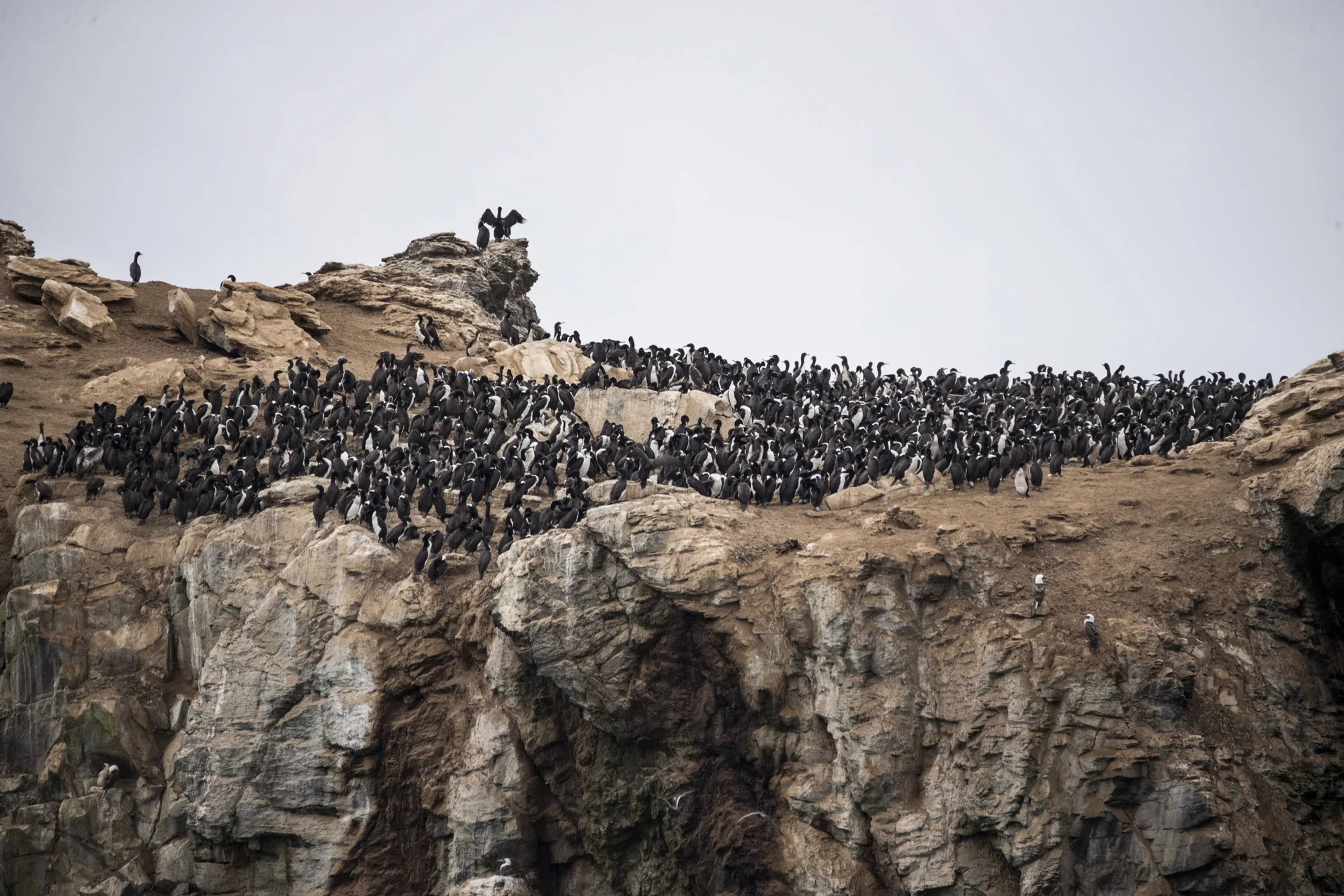 Numerosos cormoranes de plumaje negro y blanco se agrupan densamente sobre un acantilado rocoso bajo un cielo gris.