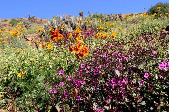 Ladera cubierta de flores silvestres en tonos morado, naranja y amarillo bajo un cielo azul despejado.