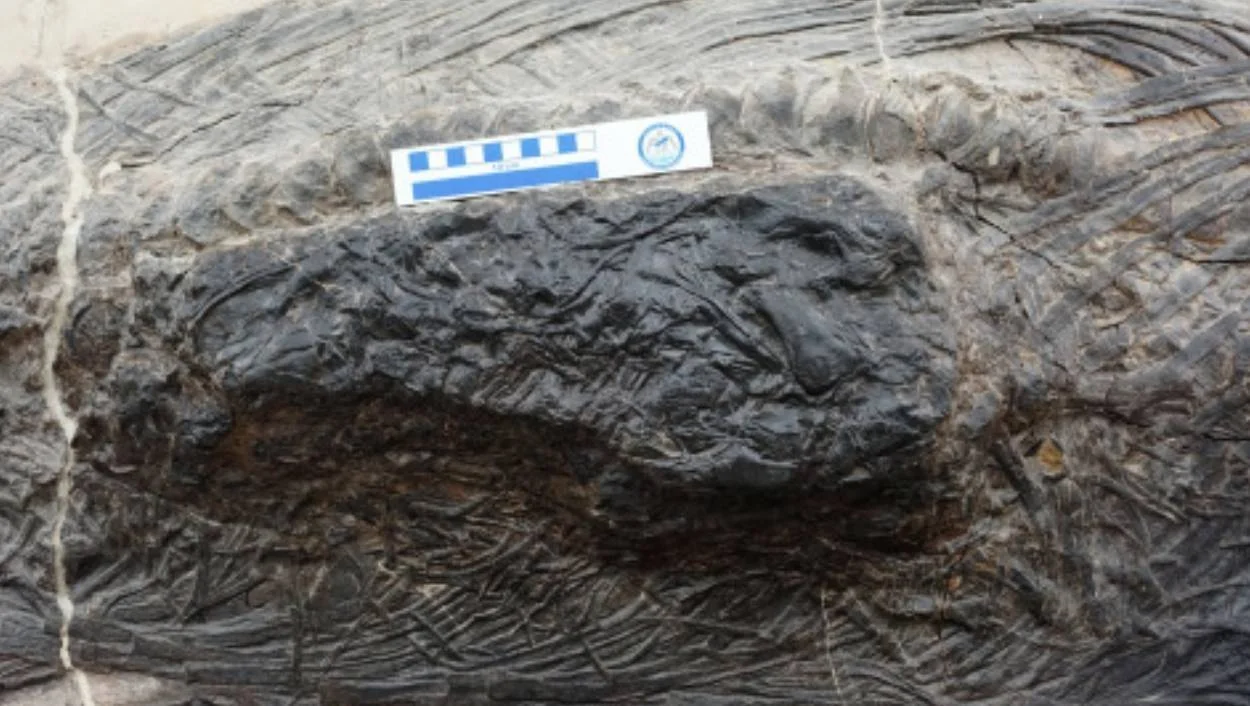 Detalle de fósil de reptil marino que muestra restos de una cría dentro del abdomen, con escala métrica de referencia.