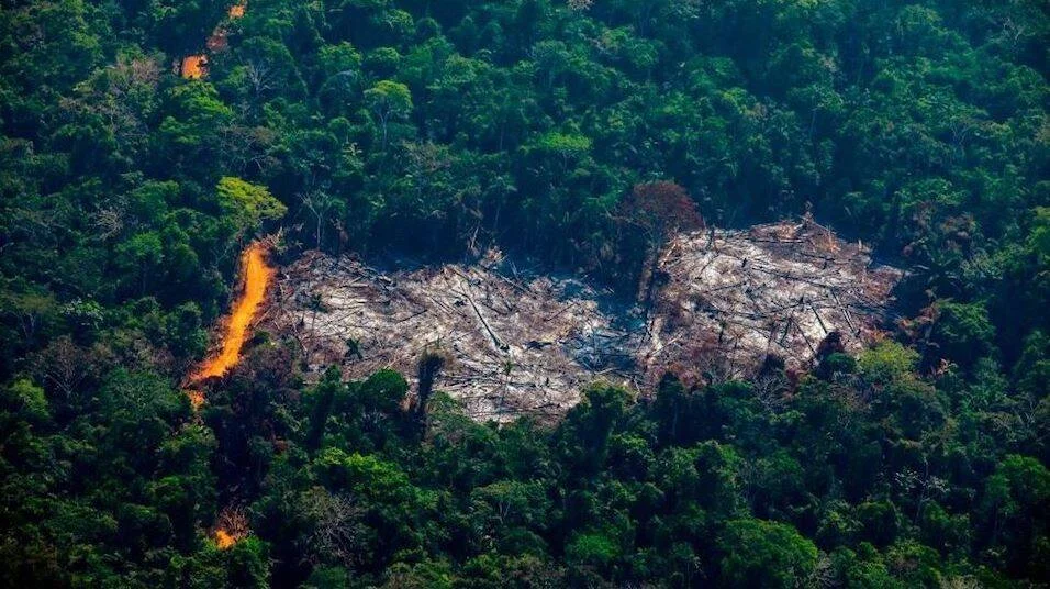 Vista aérea de una zona de selva tropical devastada por el fuego, rodeada de vegetación verde intacta.