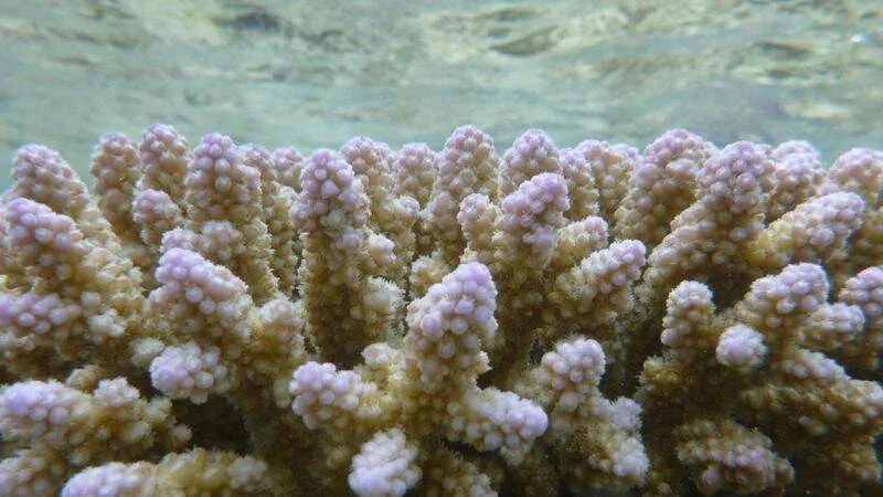 Colonia de coral acropora con ramificaciones beige y puntas de color lila fotografiada bajo la superficie del mar.