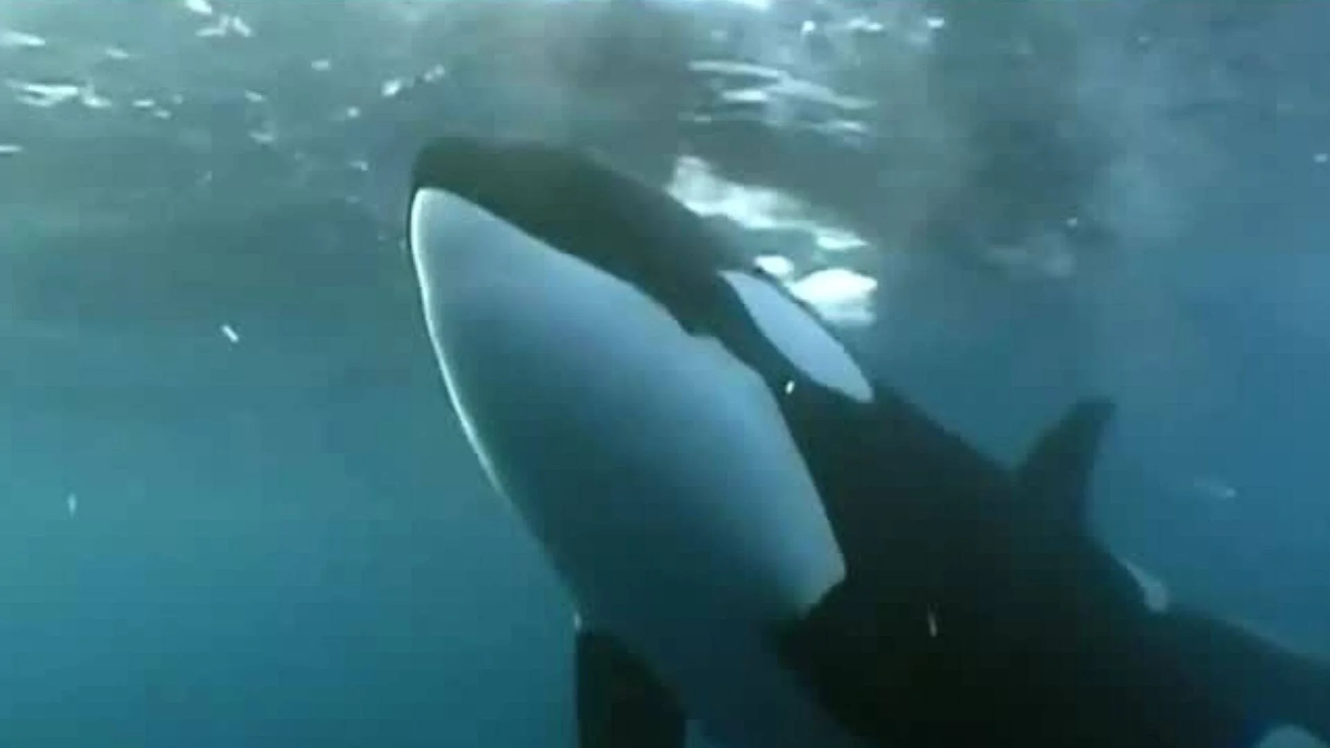 Una orca nada cerca de la superficie del agua vista desde abajo, mostrando su característico patrón blanco y negro.