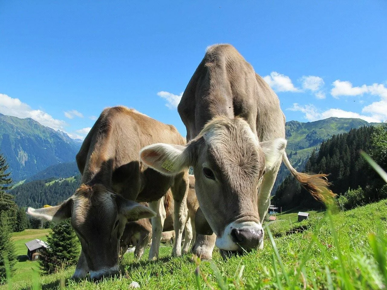 Varias vacas marrones pastan en un prado verde de alta montaña bajo un cielo azul despejado.