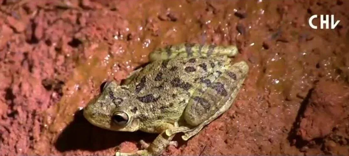 Rana de color verde con manchas oscuras posada sobre una roca rojiza y húmeda, fotografiada de noche.