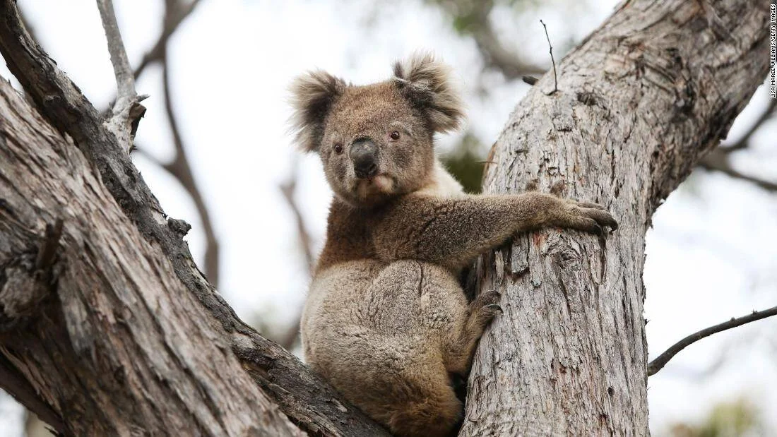 Koala adulto aferrado a las ramas de un árbol, mirando directamente a la cámara.