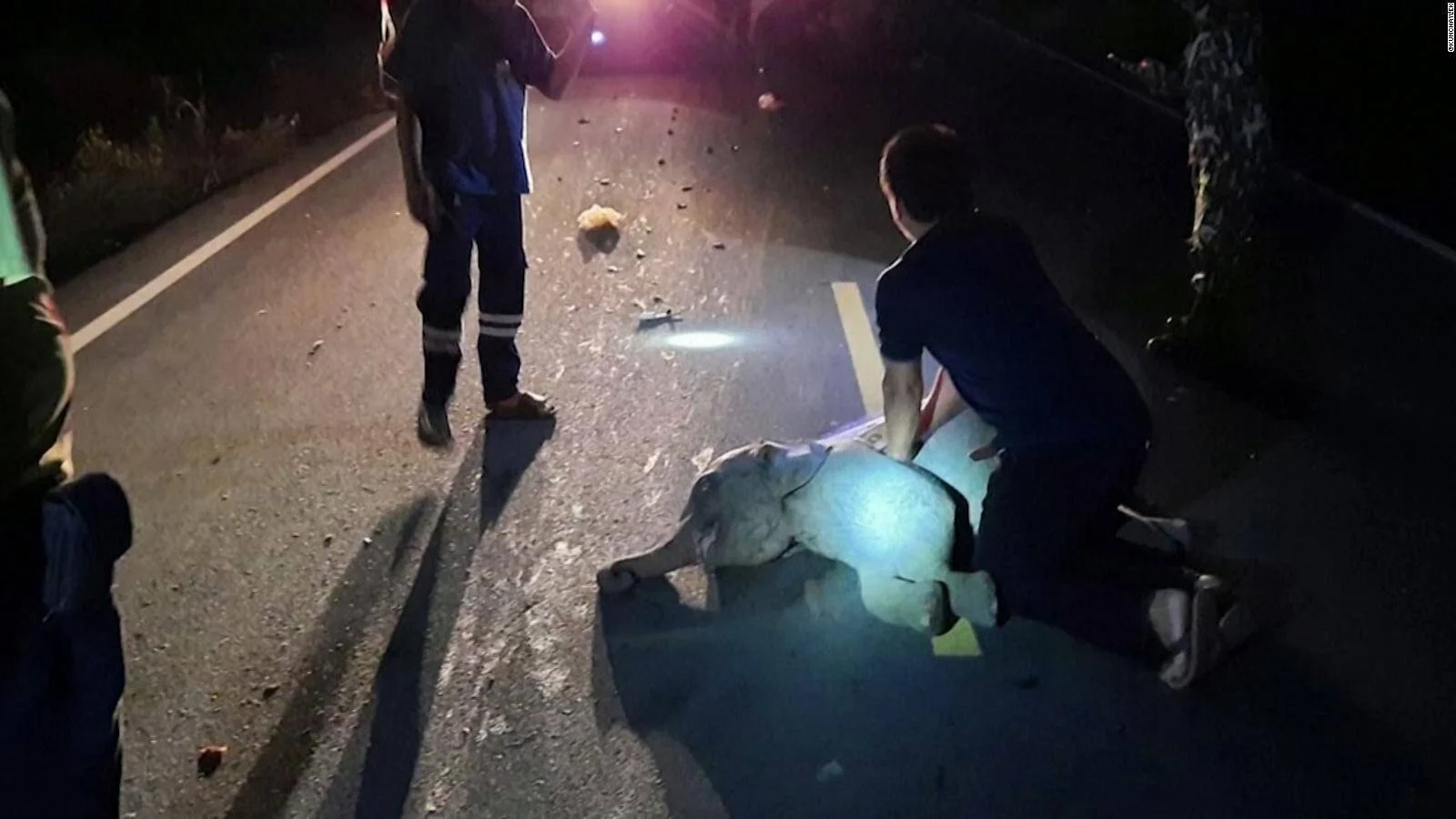 Personas asisten a un elefante joven caído en una carretera oscura tras ser atropellado.