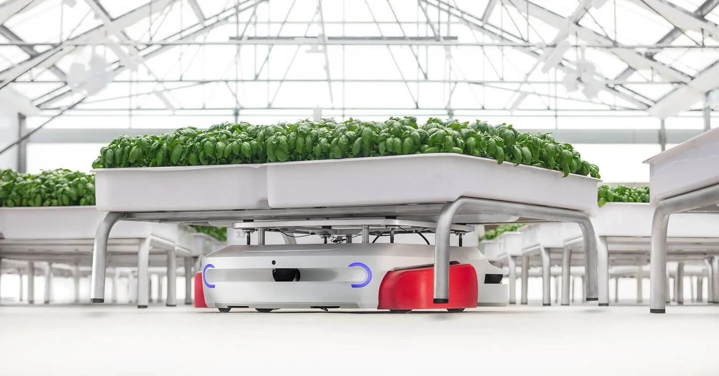 Robot autónomo desplaza una bandeja con plantas de albahaca en un invernadero de cultivo hidropónico automatizado.