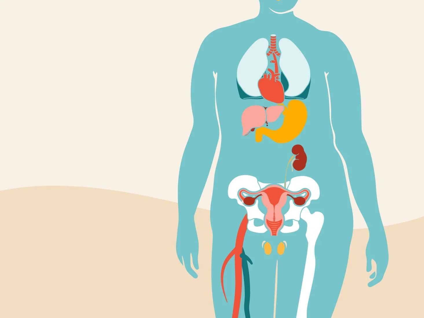 Ilustración de silueta femenina con órganos internos visibles: pulmones, corazón, hígado, estómago, riñón y sistema reproductor femenino.