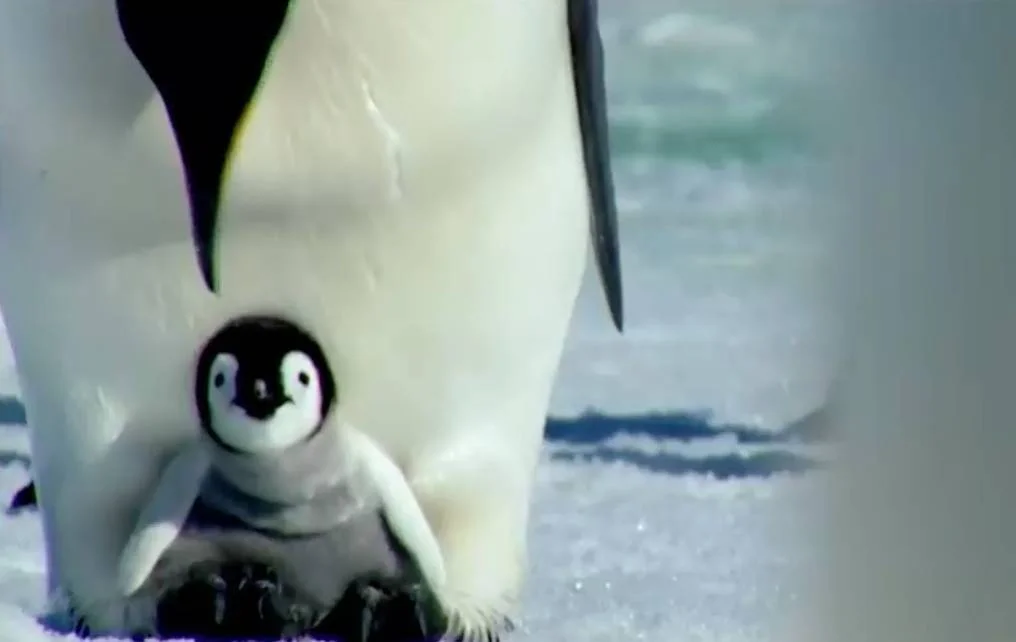 Cría de pingüino emperador resguardada bajo el vientre de un adulto sobre superficie de hielo antártico.