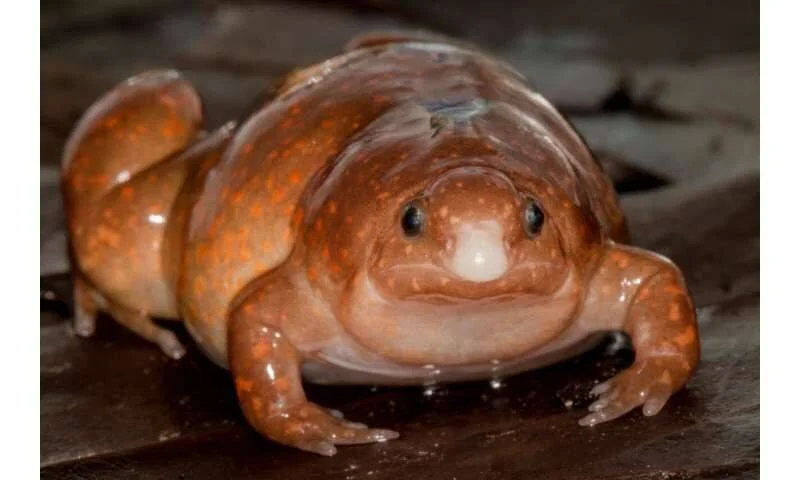 Rana de cuerpo redondeado e hinchado, coloración marrón rojiza con manchas naranjas, posada sobre una superficie oscura y húmeda.
