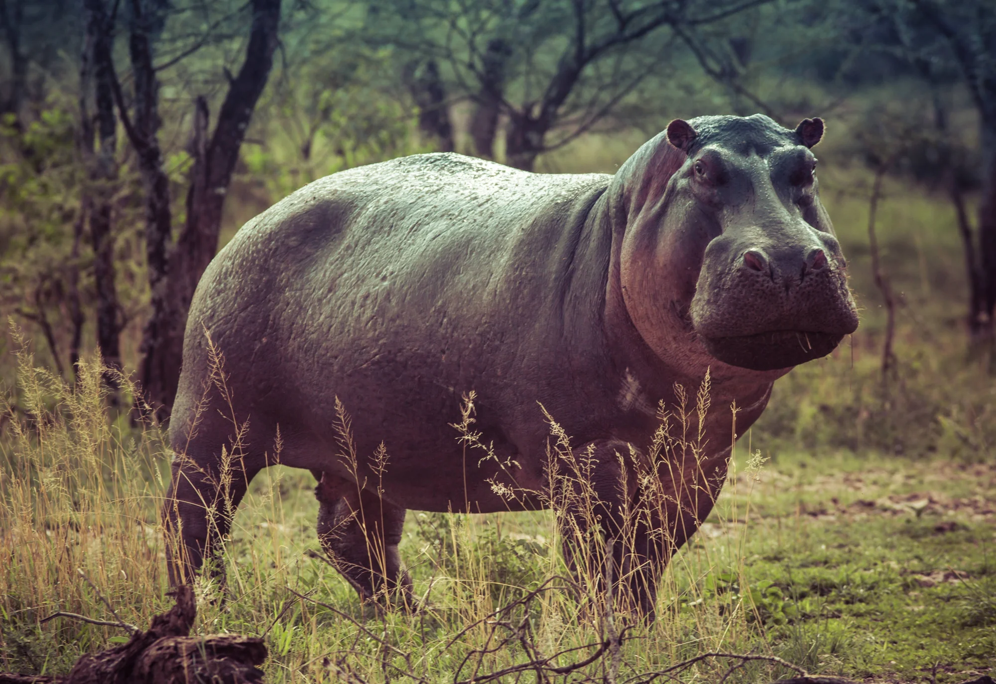 Hipopótamo adulto de pie en tierra firme rodeado de hierba y árboles en la sabana africana, mirando a cámara.