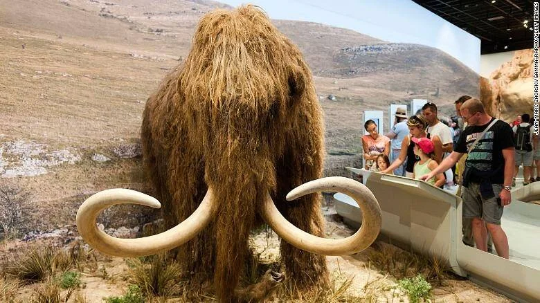Visitantes observan una réplica de mamut lanudo con grandes colmillos curvados en una exposición de museo.