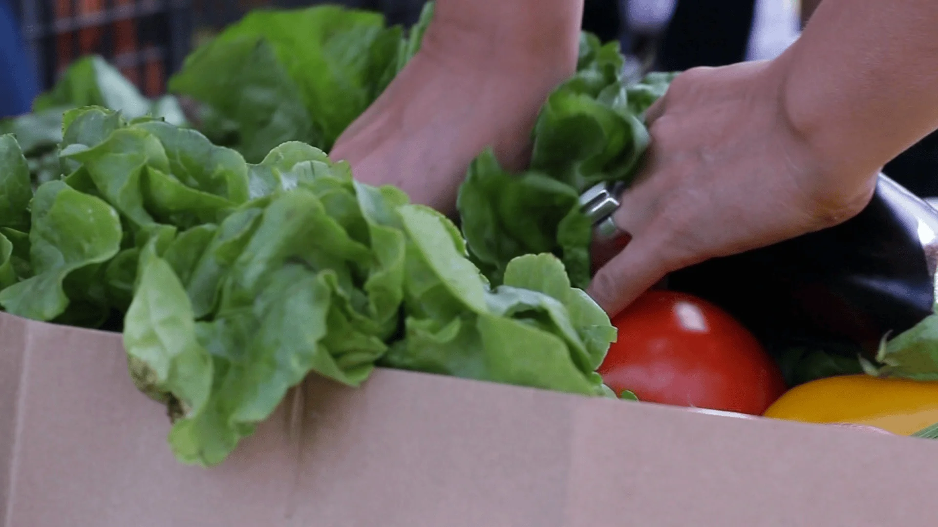 Manos colocando lechugas, tomates y pimientos en una caja de cartón con verduras frescas.