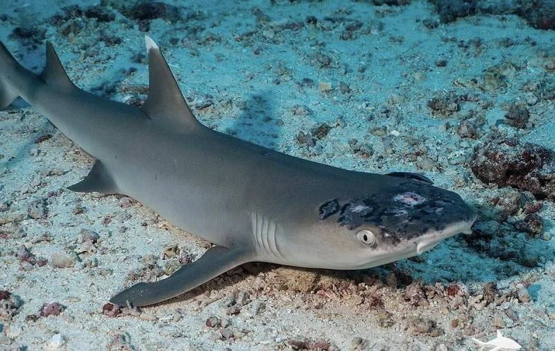 Tiburón de arrecife gris posado sobre el fondo arenoso del océano, con lesiones visibles en la cabeza.
