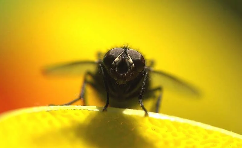 Mosca negra fotografiada en macro de frente, posada sobre un pétalo amarillo con fondo verde desenfocado.