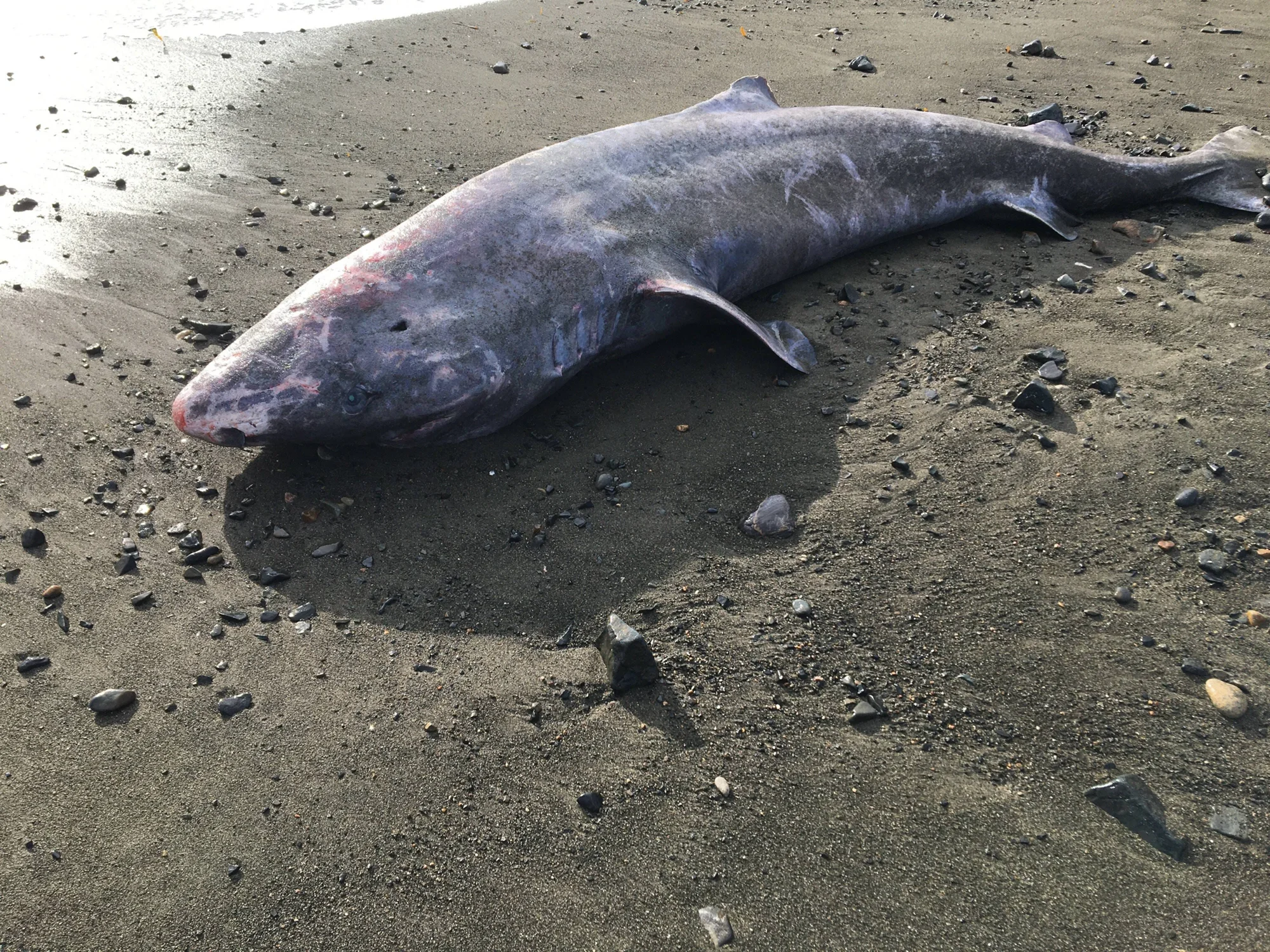 Tiburón de gran tamaño varado y sin vida sobre una playa de arena oscura con piedras pequeñas.