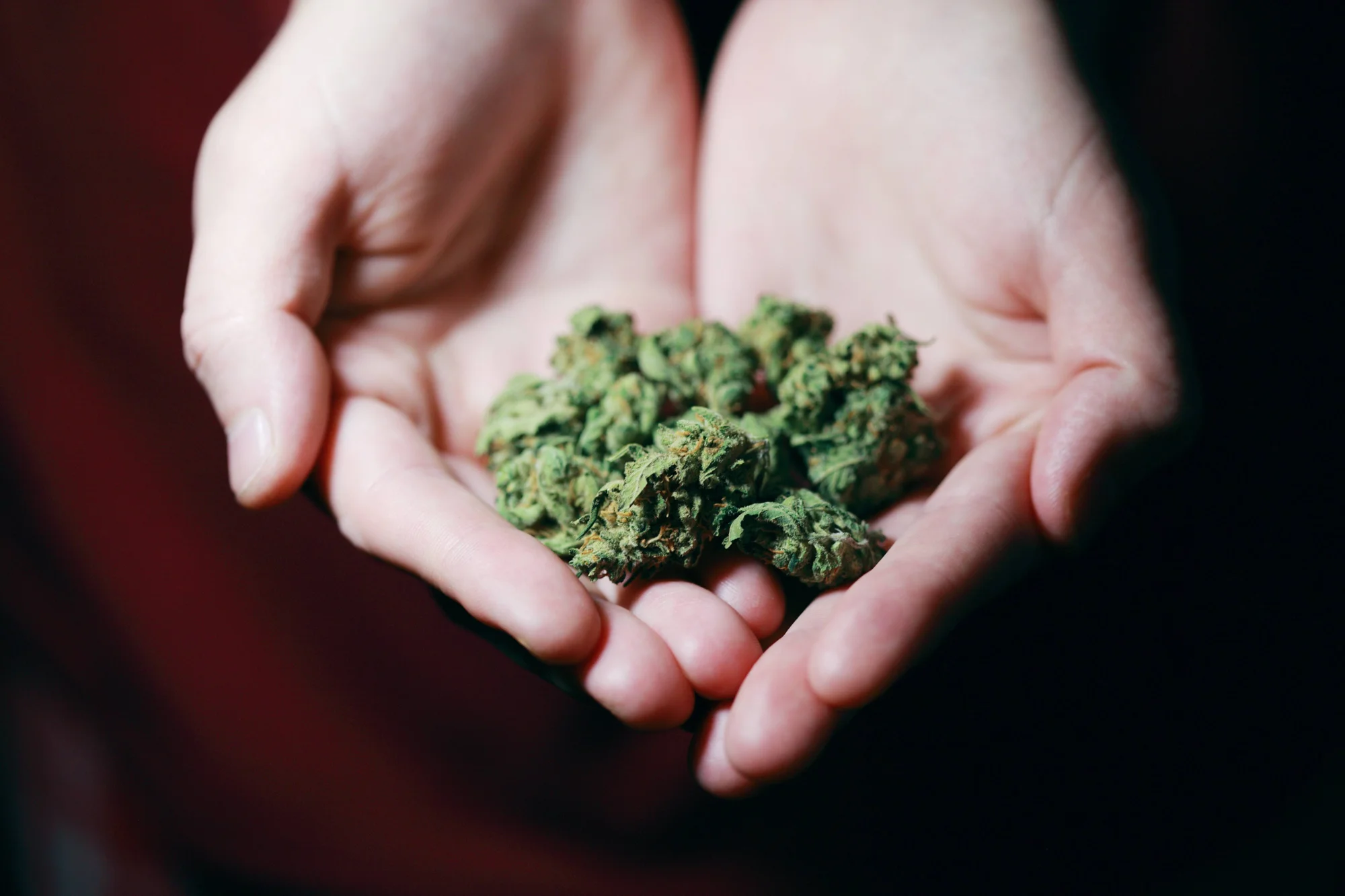 Dos manos abiertas sosteniendo una porción de cogollos de cannabis seco.