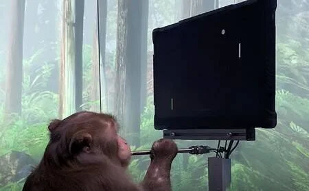 Un mono interactúa con un joystick frente a una pantalla que muestra el videojuego Pong, en un experimento de interfaz cerebro-computadora.