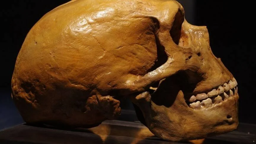Cráneo humano fosilizado de color ocre visto de perfil, expuesto sobre una superficie oscura en un museo.