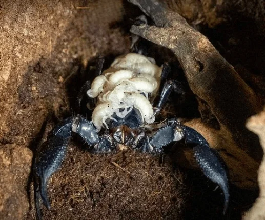 Escorpión negro transporta numerosas crías blancas recién nacidas sobre su espalda entre rocas y tierra.