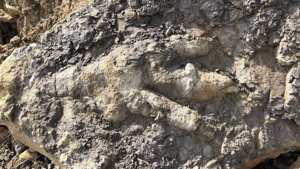 Huella tridáctila de dinosaurio fosilizada preservada en la superficie de una roca gris.