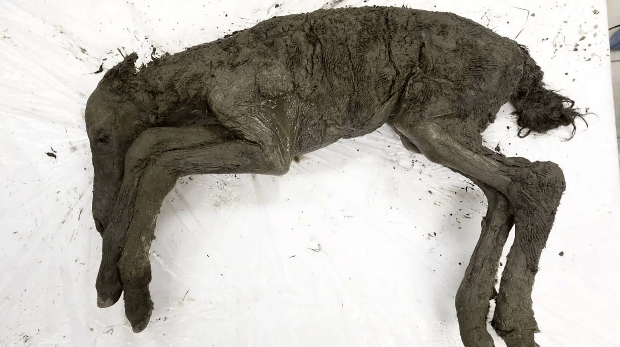 Cría de ungulado prehistórico momificada, cubierta de sedimento oscuro, con piel y pezuñas conservadas, yace sobre superficie blanca.