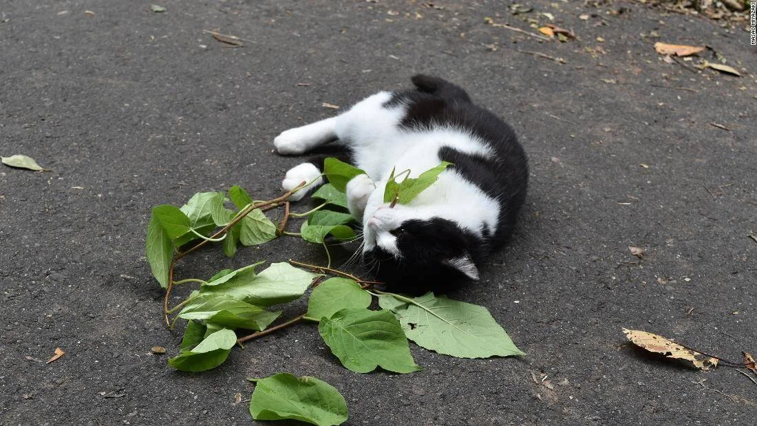 Gato blanco y negro revolcándose sobre una rama con hojas verdes en el suelo de asfalto.