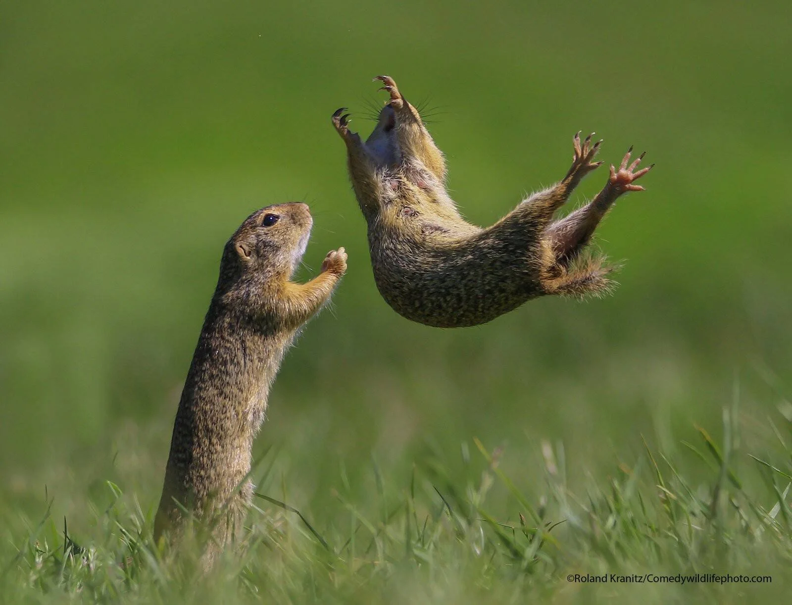 Una ardilla terrestre de pie lanza a otra por los aires durante una pelea en un prado verde.