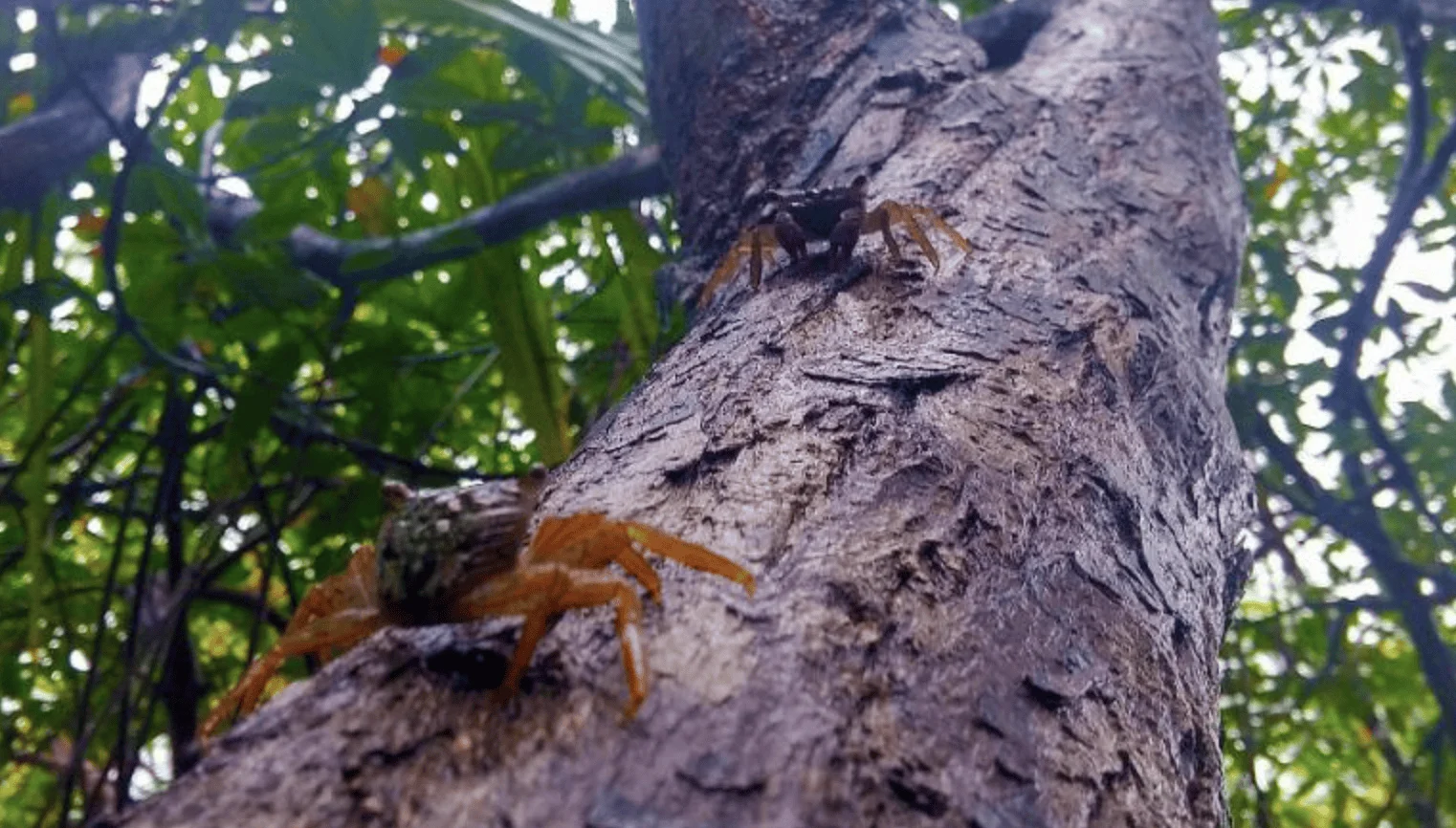 Dos cangrejos, uno naranja y otro oscuro, trepan por el tronco de un árbol rodeado de vegetación tropical.