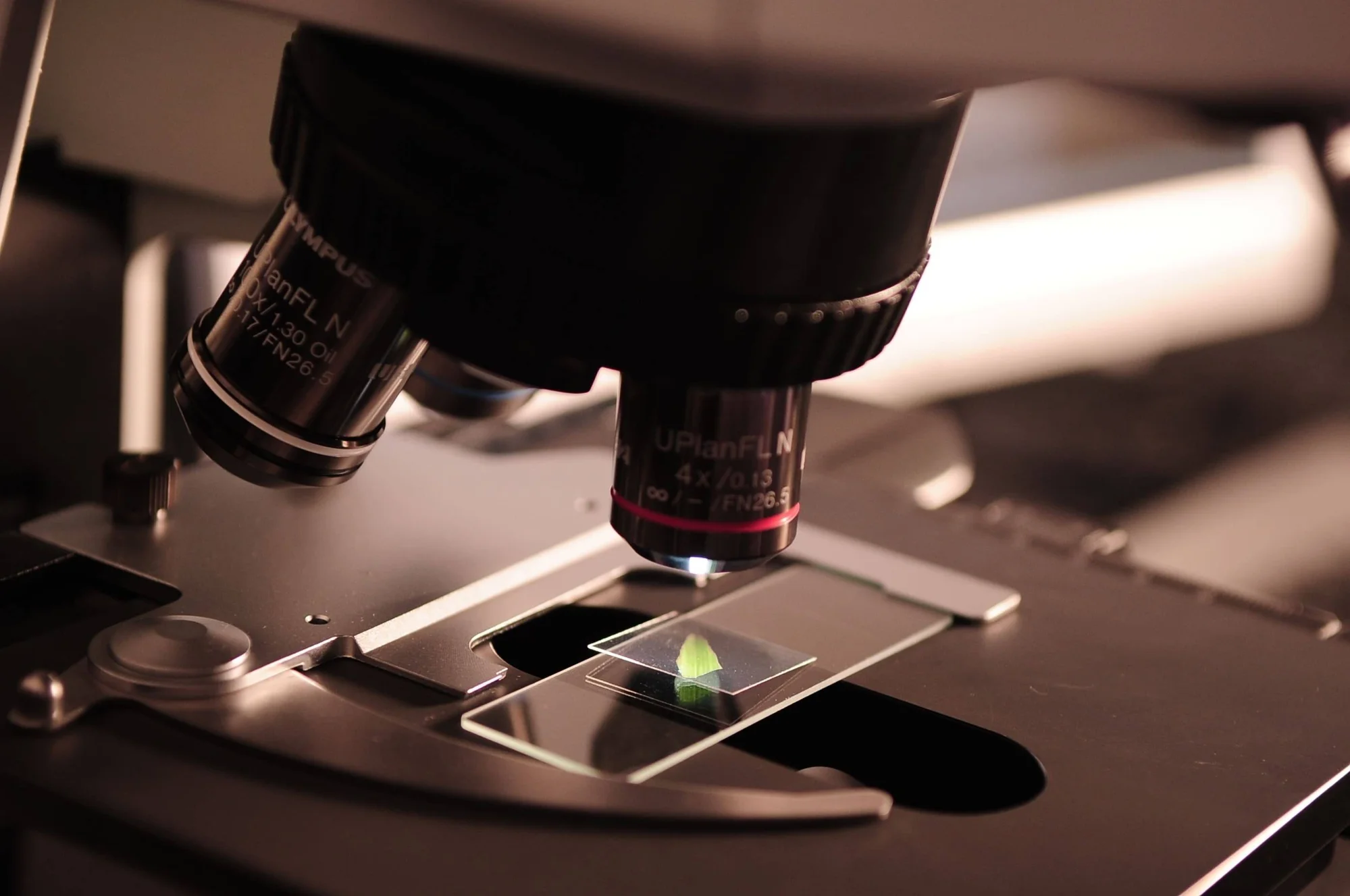 Objetivo de microscopio Olympus enfocando una pequeña muestra vegetal verde sobre un portaobjetos de vidrio en laboratorio.