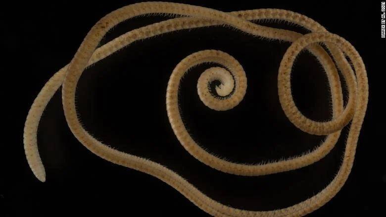 Gusano marino alargado con cerdas, enrollado en forma de espiral sobre fondo negro.