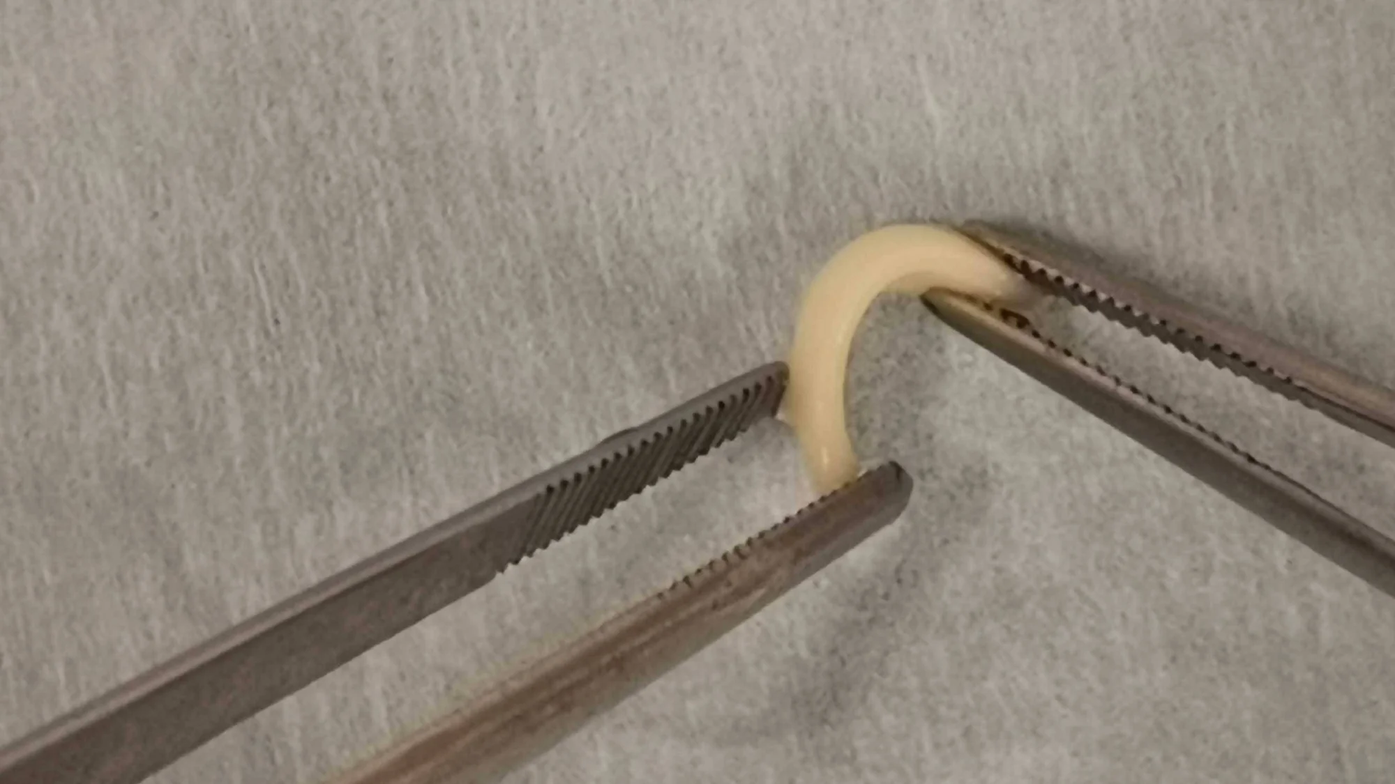 Dos pinzas metálicas quirúrgicas sostienen un pequeño parásito blanco-amarillento en forma de arco sobre una superficie gris.