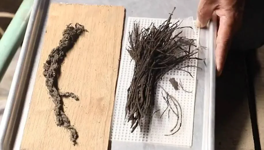 Dos muestras de material vegetal seco: una raíz retorcida sobre madera y un manojo de fibras delgadas sobre rejilla plástica.