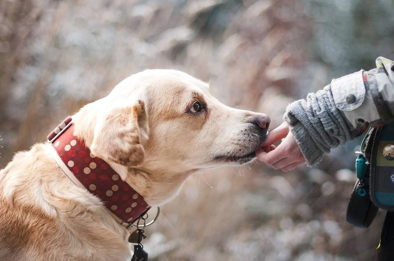 Un labrador dorado con collar rojo a lunares olisquea la mano de una persona abrigada al aire libre.
