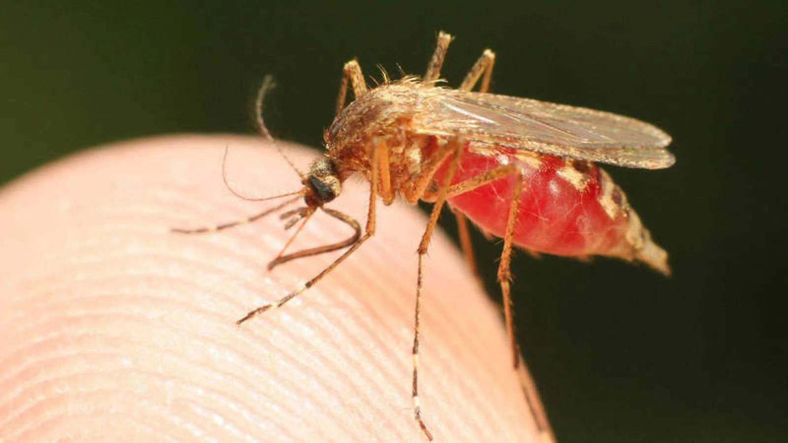 Mosquito con el abdomen rojo e hinchado de sangre posado sobre la punta de un dedo humano.