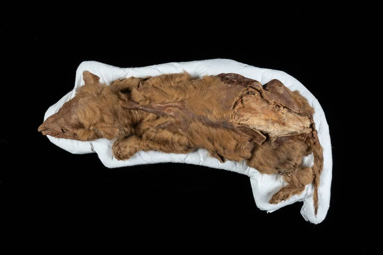 Cachorro de lobo prehistórico momificado con pelaje marrón preservado, recostado sobre soporte blanco con fondo negro.