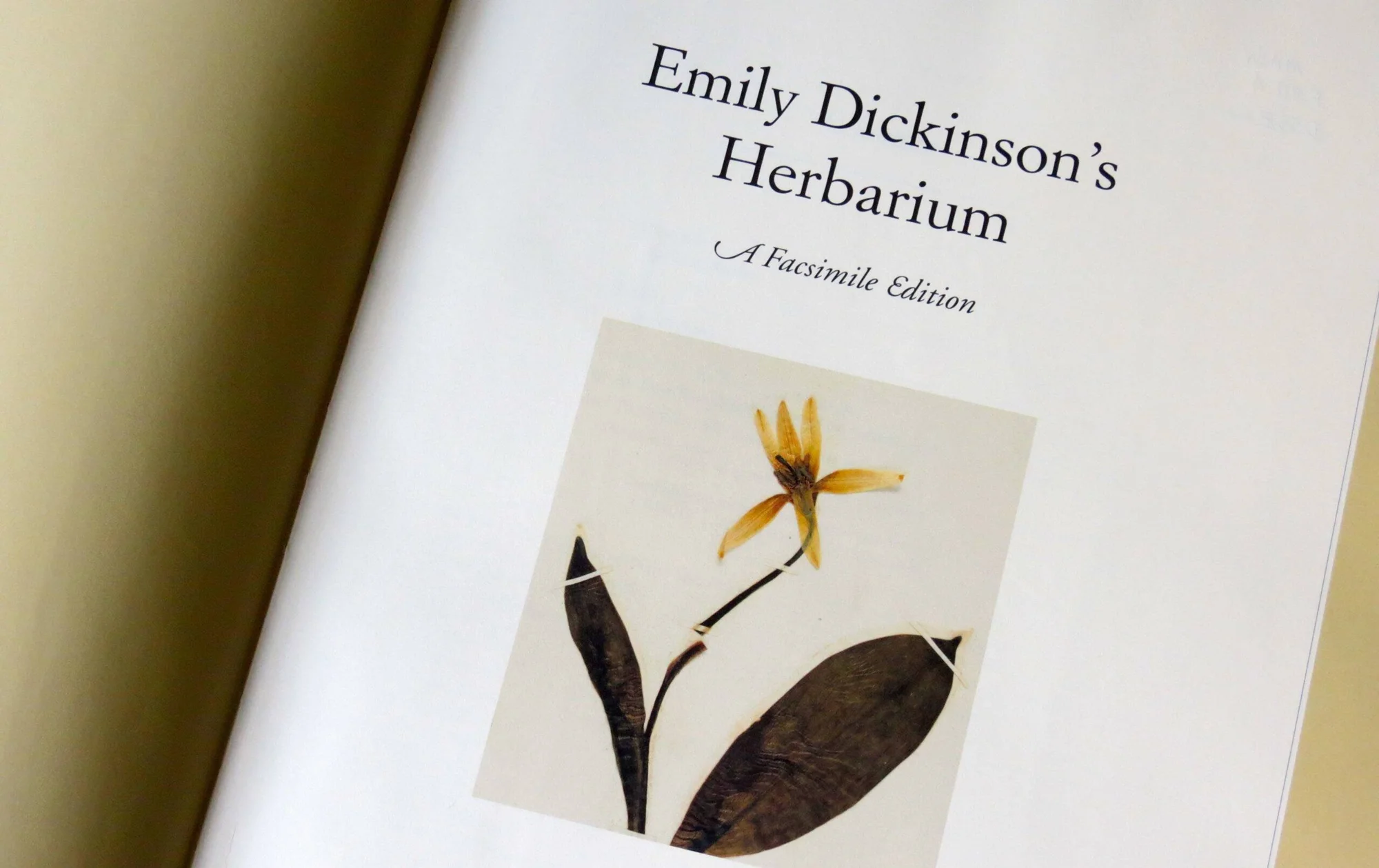 Página interior del libro 'Emily Dickinson's Herbarium: A Facsimile Edition' con una planta prensada de flor amarilla.